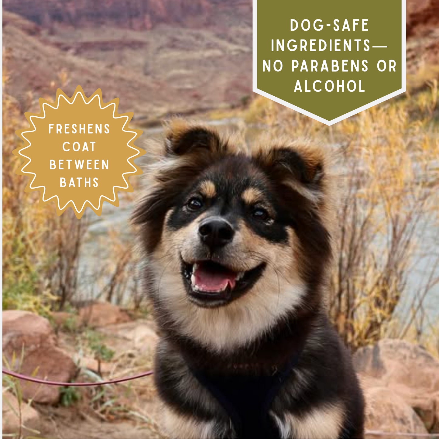 Spiced Apple Cider Dog Deodorizing Spray | Pet Odor Eliminator | Natural Pet Deodorant