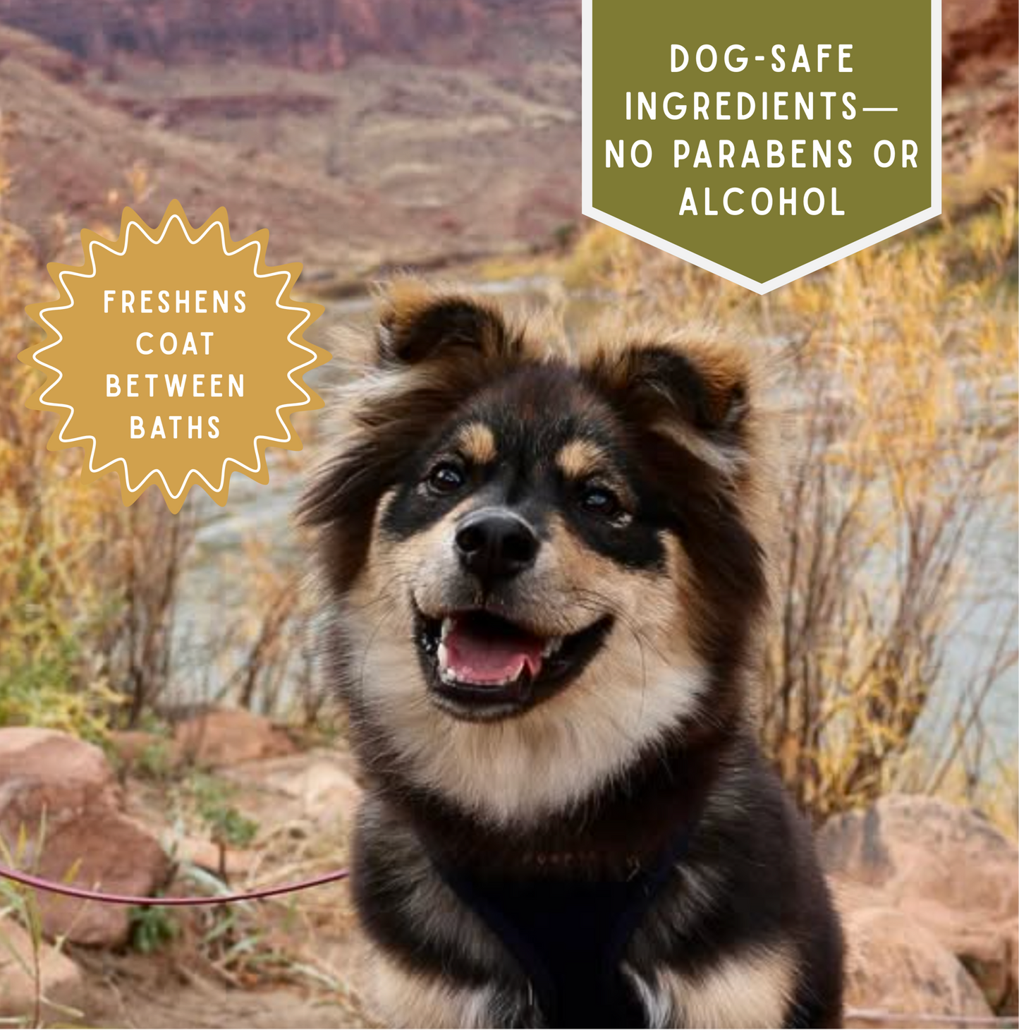 Spiced Apple Cider Dog Deodorizing Spray | Pet Odor Eliminator | Natural Pet Deodorant