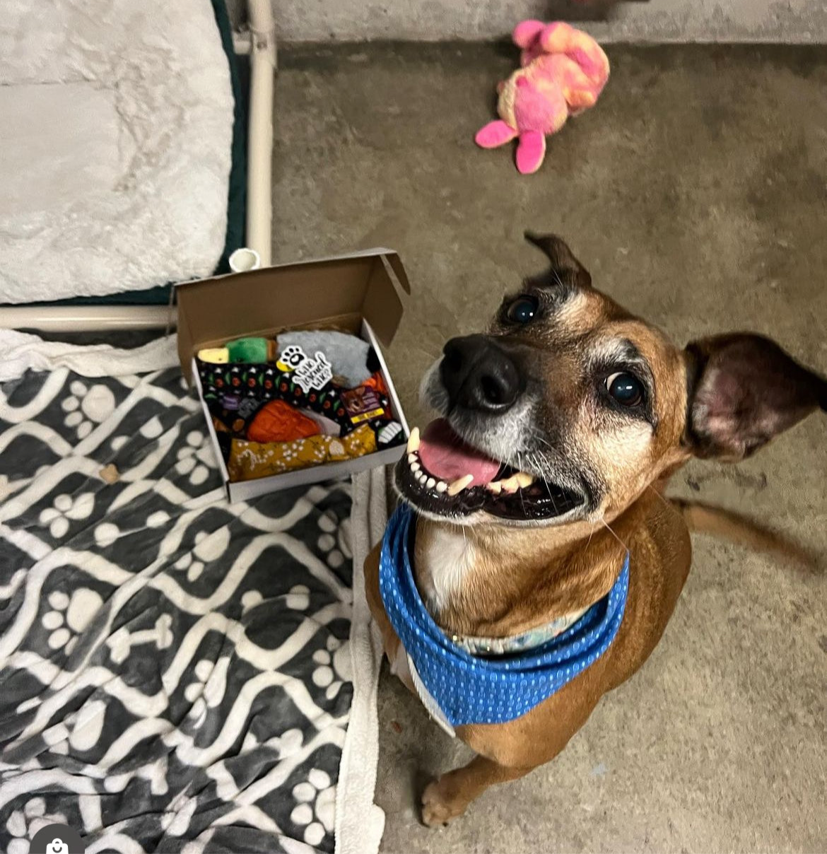 Donate a Gift to a Shelter Dog