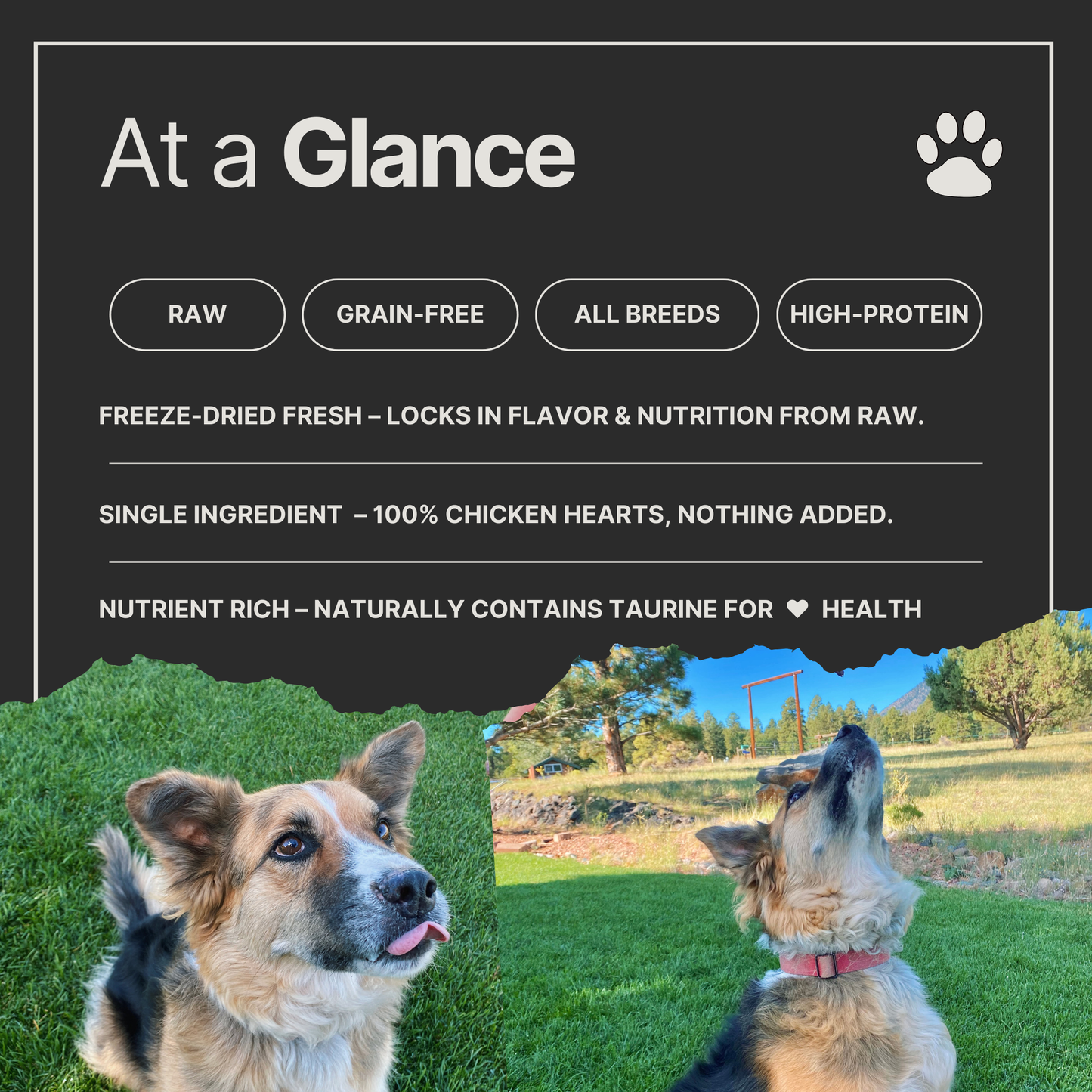 Freeze-Dried Raw Chicken Hearts | Single Ingredient, Natural Dog Treat