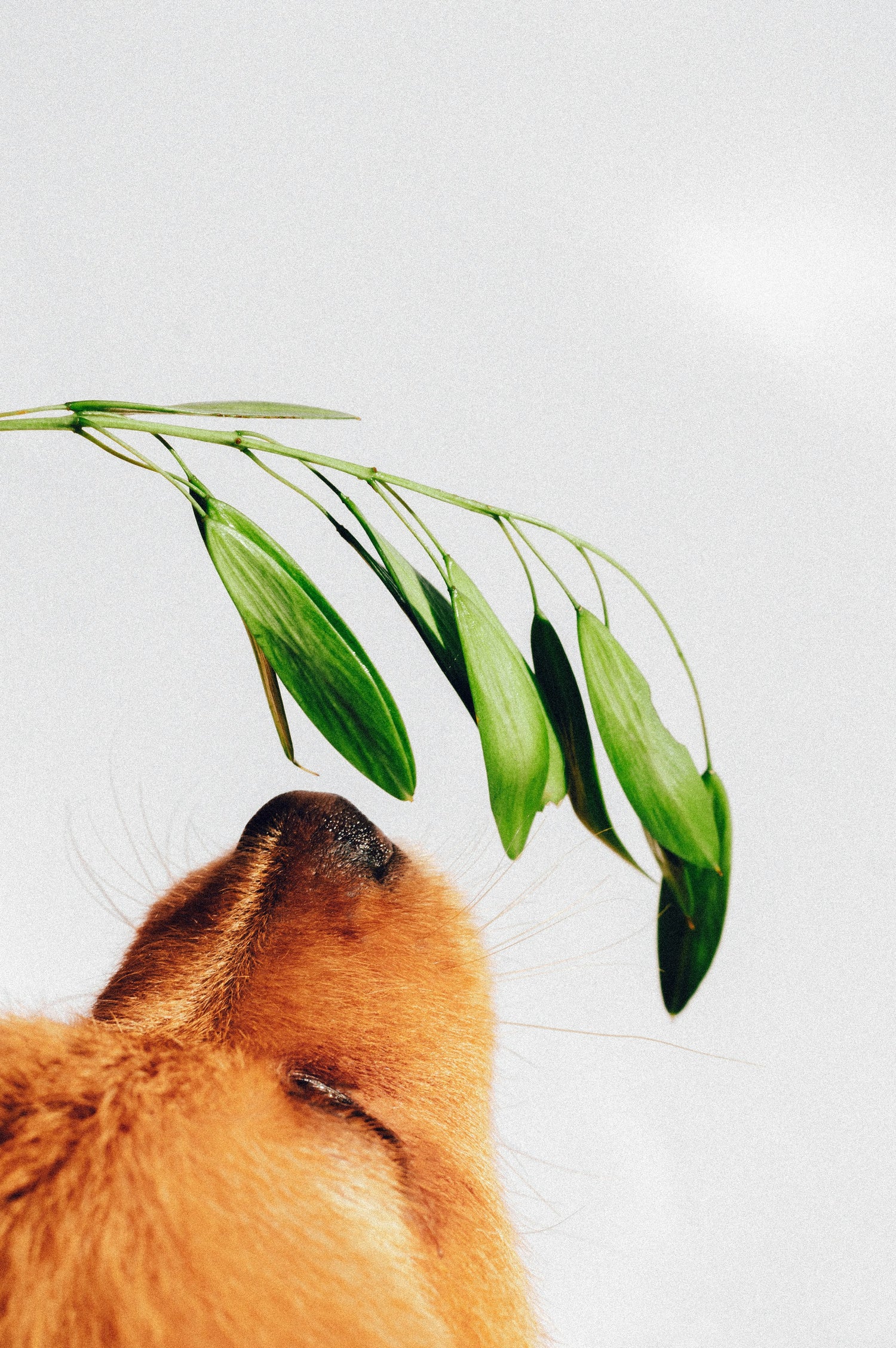 Springtime Collection for Your Bark Baskets ☀️