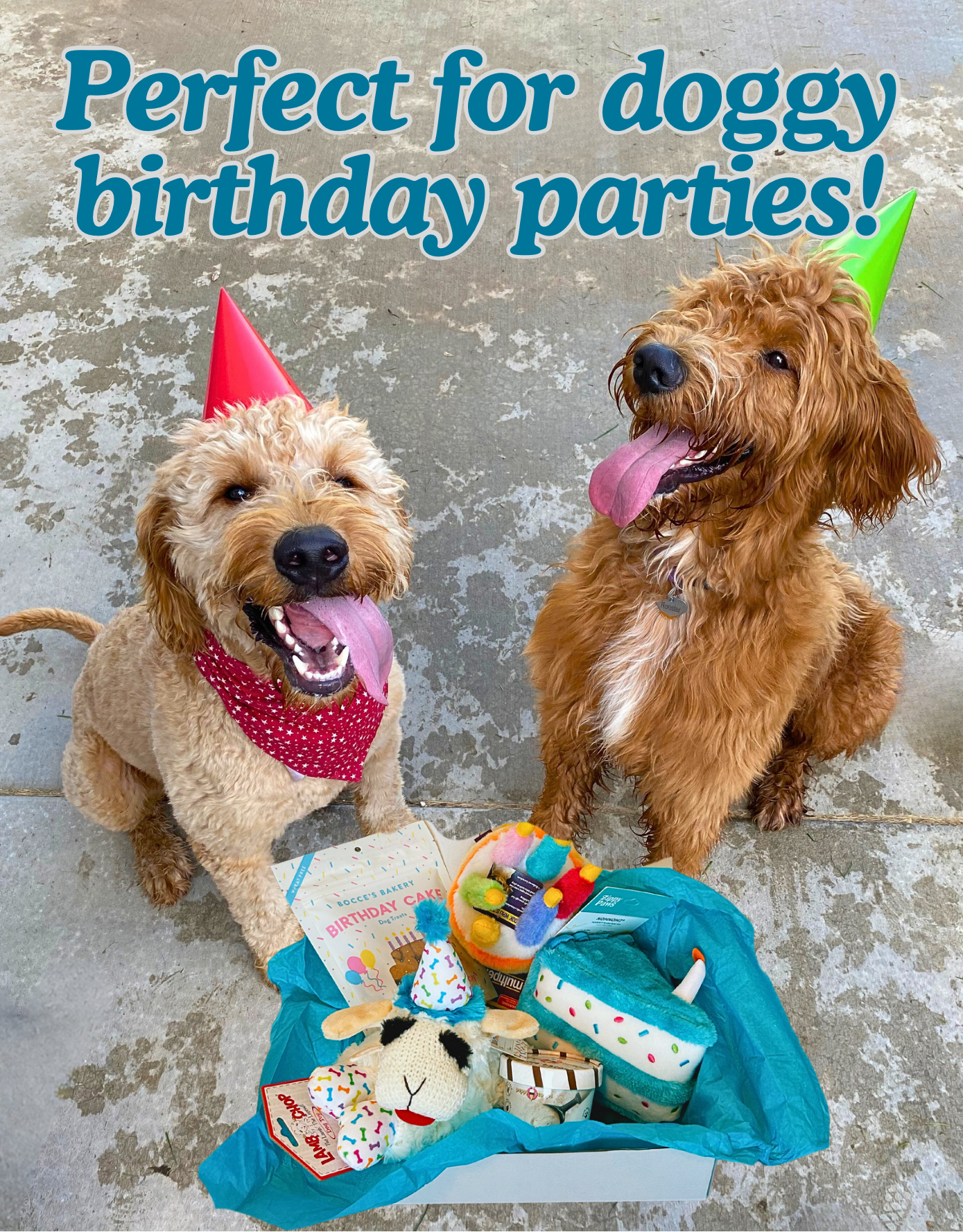 Gift Best Dog Birthday Gift Box 10 Best Birthday Gifts For Dog