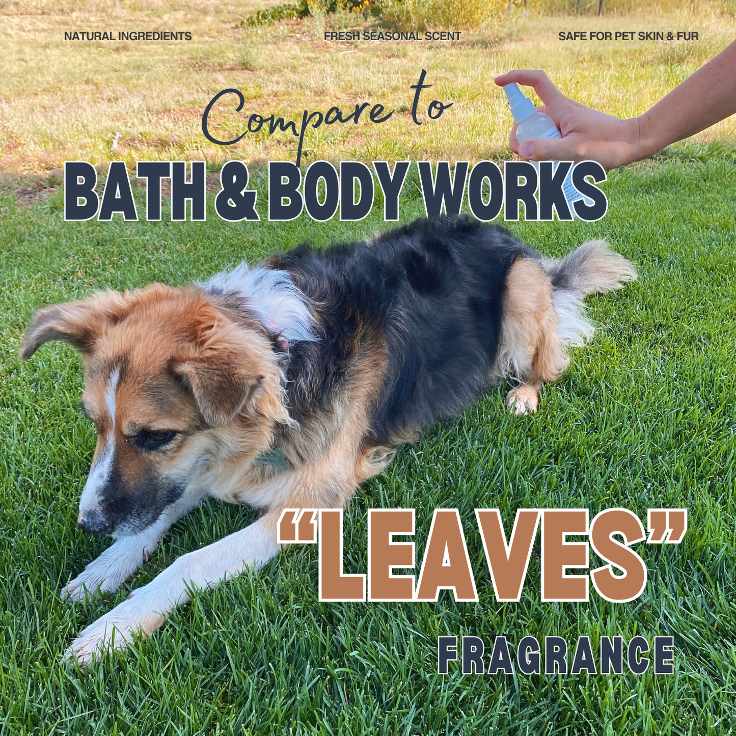 Spiced Apple Cider Dog Deodorizing Spray | Pet Odor Eliminator | Natural Pet Deodorant