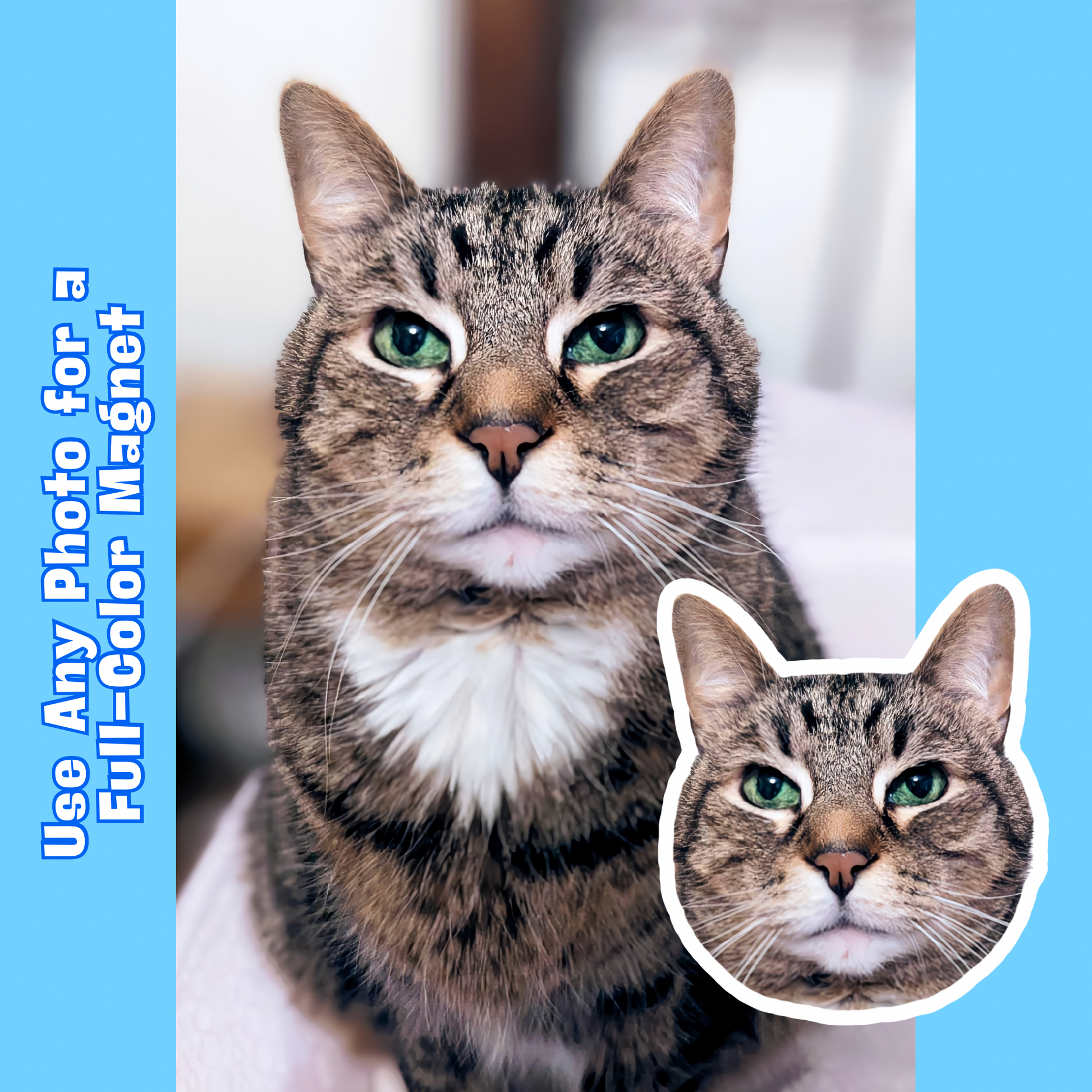 Cat with a smaller inset of its face on a blue background