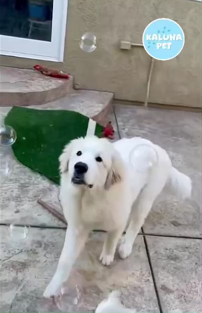 Christmas Dog Bubble Trio: Turkey Dinner, Santa’s Cookies, Eggnog Flavors